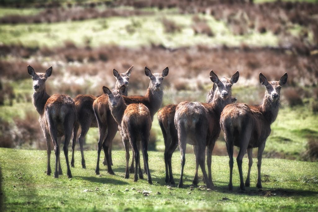 Anroach Farm Peak District Lejlighed Buxton  Værelse billede